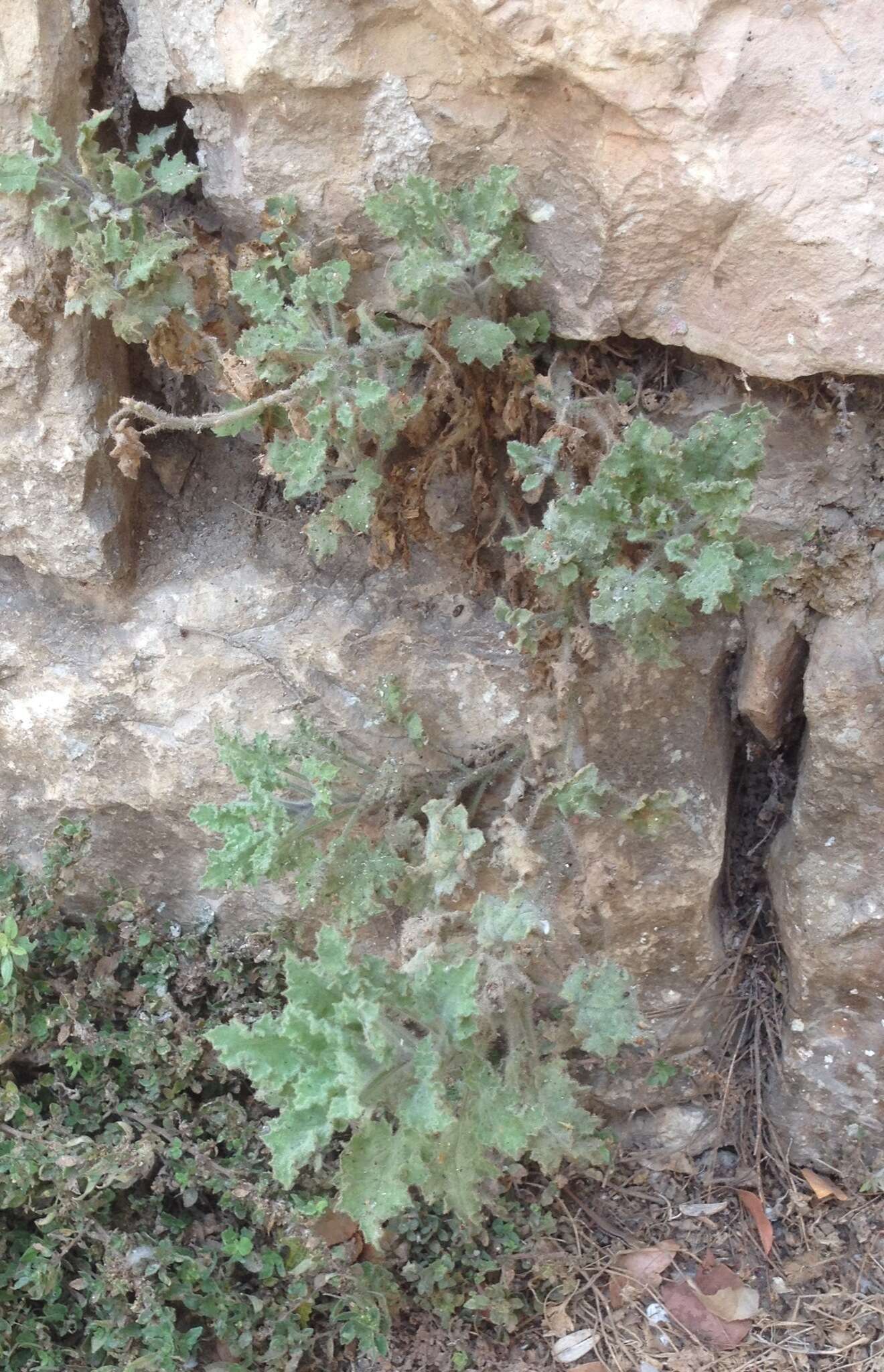 Image of Golden Henbane