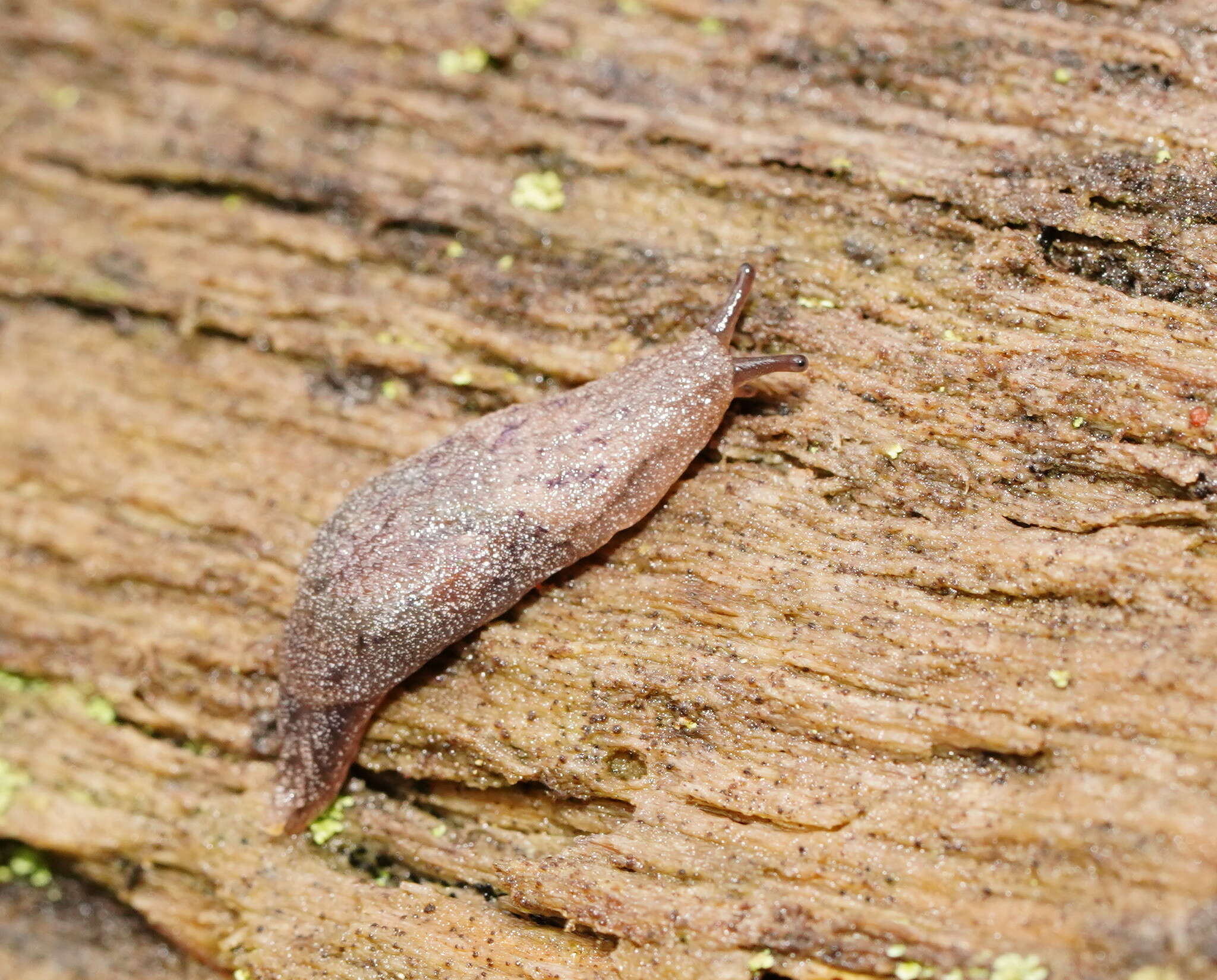 Image of Cystopelta purpurea Davies 1912