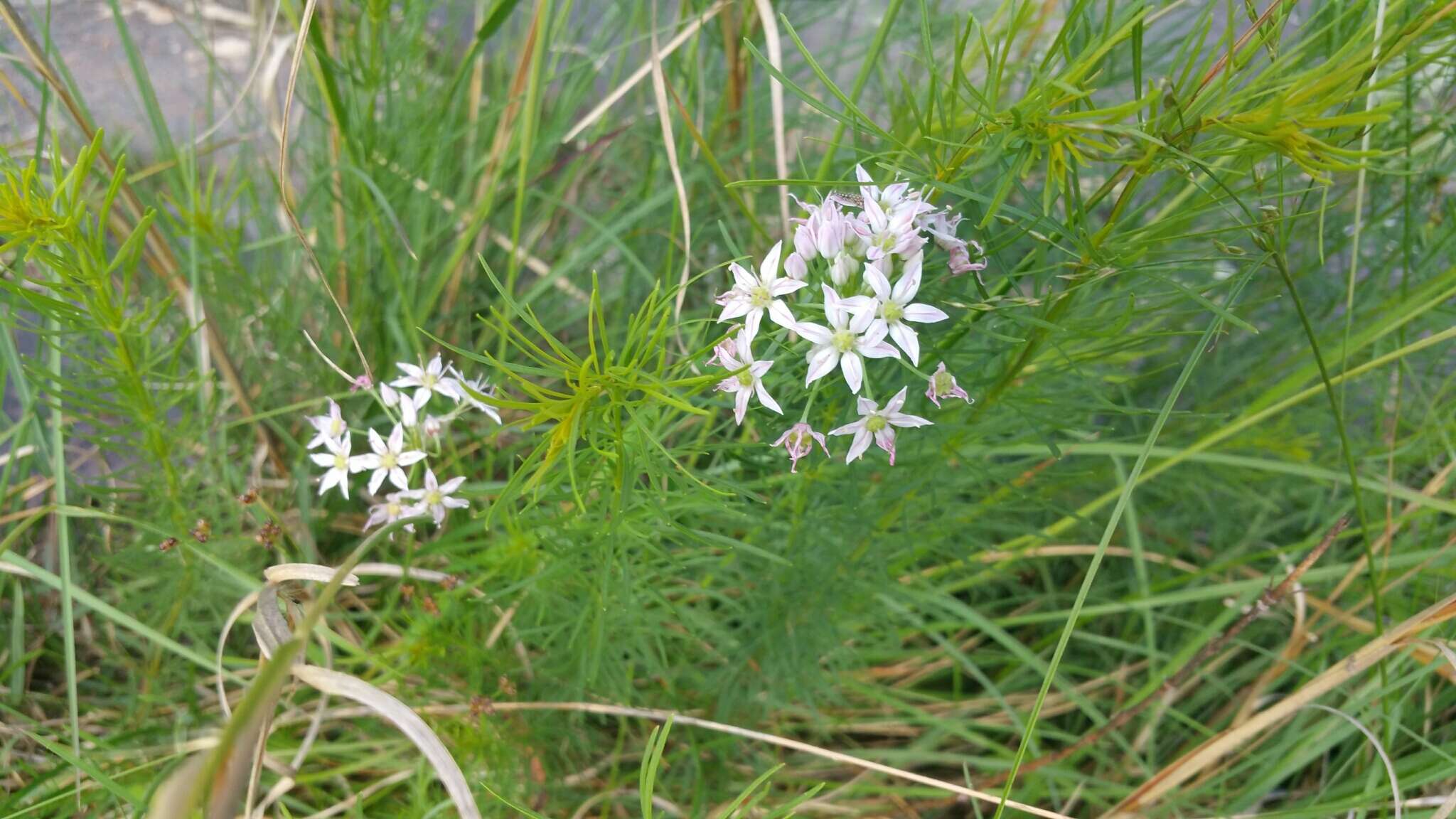 Image of Little River Canyon onion