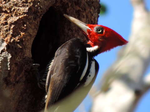 Image of Pale-billed Woodpecker