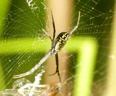 Image of Argiope catenulata (Doleschall 1859)