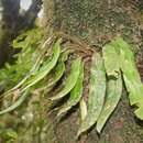 Elaphoglossum mexicanum (E. Fourn.) A. Rojas resmi