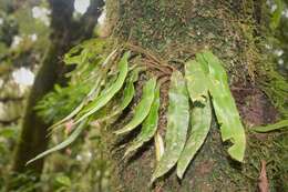 Image of Elaphoglossum mexicanum (E. Fourn.) A. Rojas