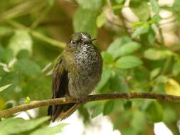 Image of Hoary Puffleg