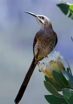 Image of Sugarbird