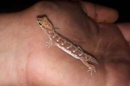 Image of Beaked Gecko