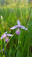 Image of snakemouth orchid