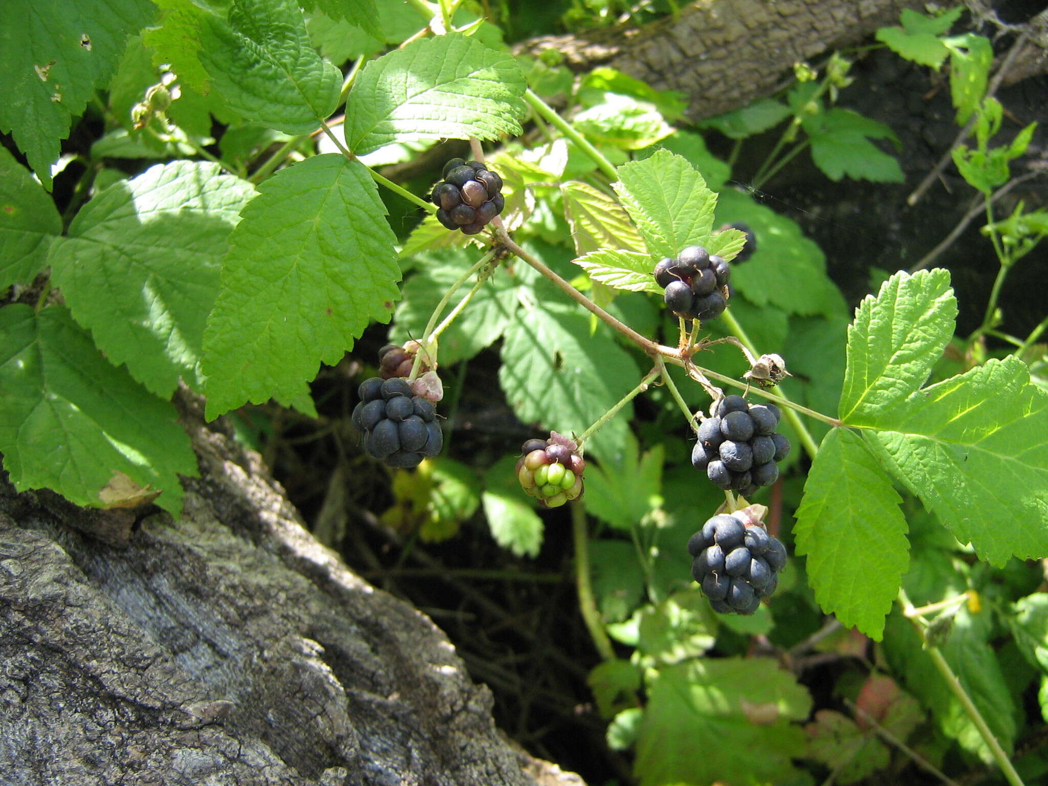 Image of Dewberry