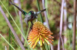 Plancia ëd Cinnyris chalybeus (Linnaeus 1766)