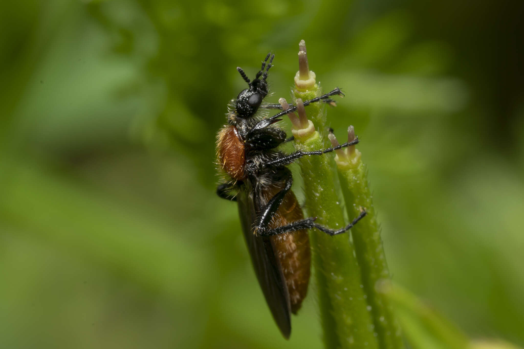 Imagem de Bibio hortulanus (Linnaeus 1758)