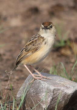 Слика од Cisticola textrix (Vieillot 1817)