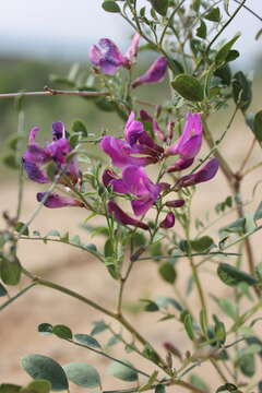 Image of <i>Corethrodendron fruticosum</i>