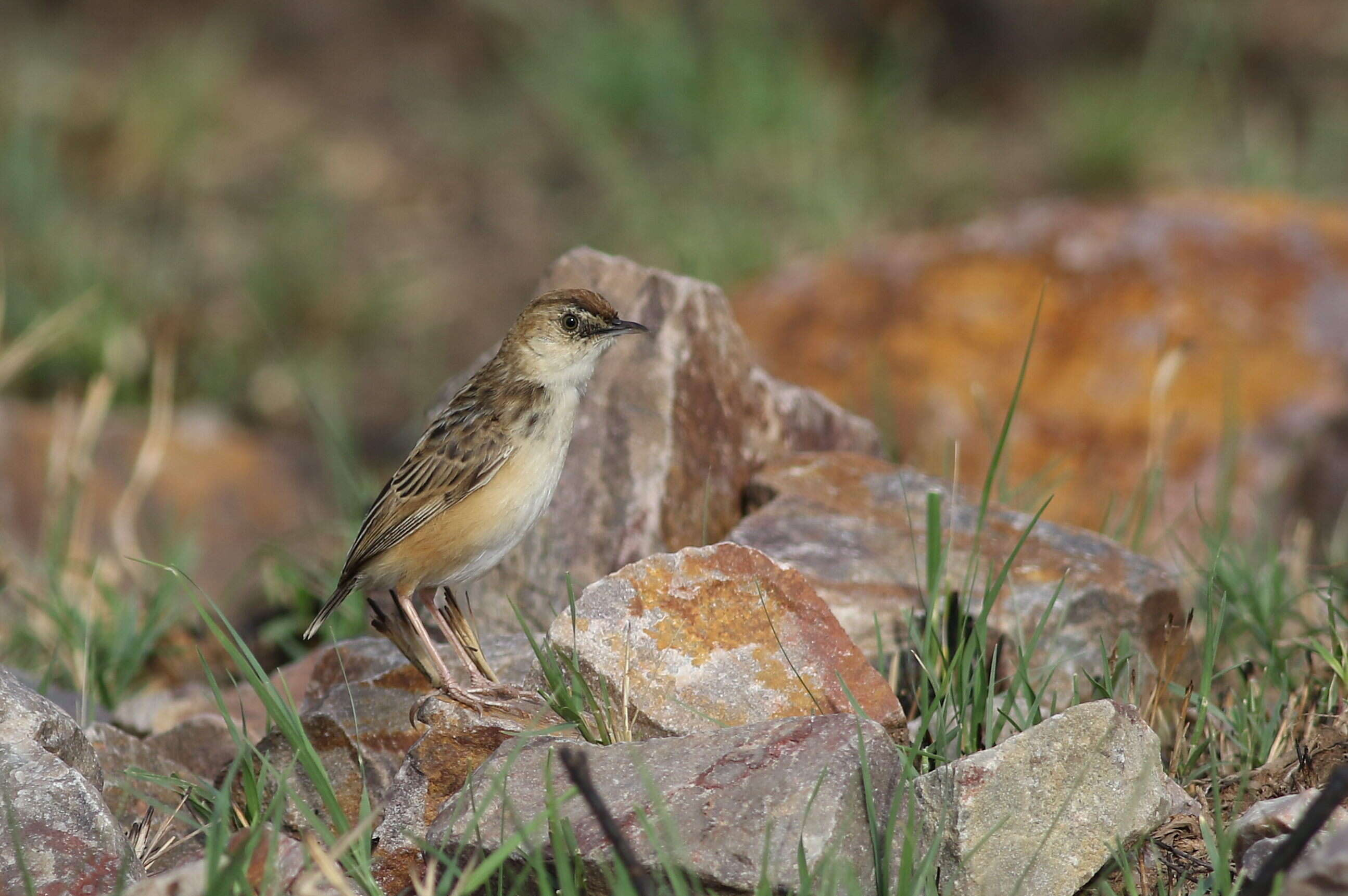 Слика од Cisticola textrix (Vieillot 1817)