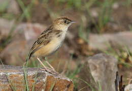 Слика од Cisticola textrix (Vieillot 1817)