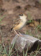 Слика од Cisticola textrix (Vieillot 1817)