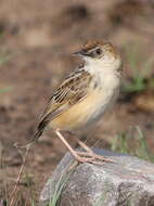 Слика од Cisticola textrix (Vieillot 1817)