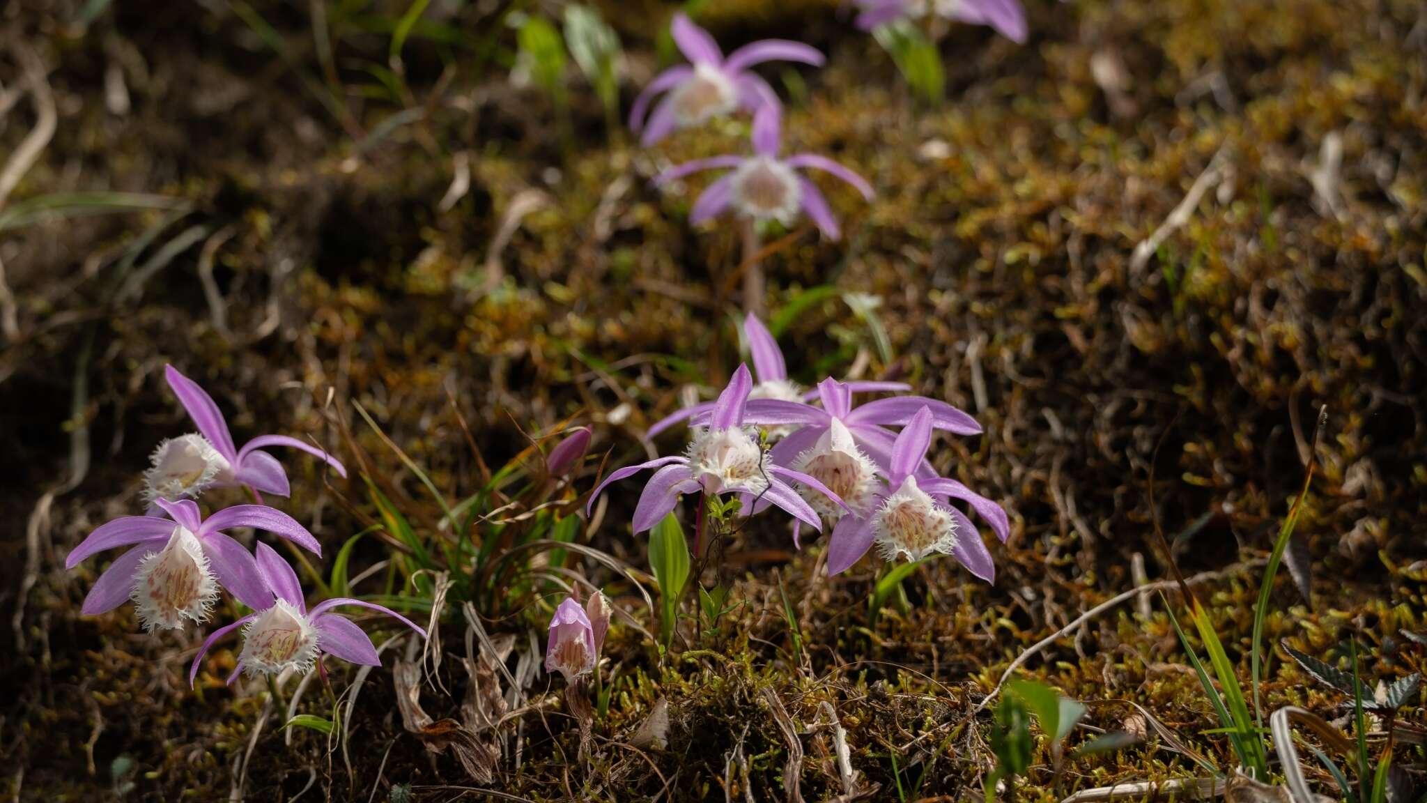 Pleione formosana Hayata resmi