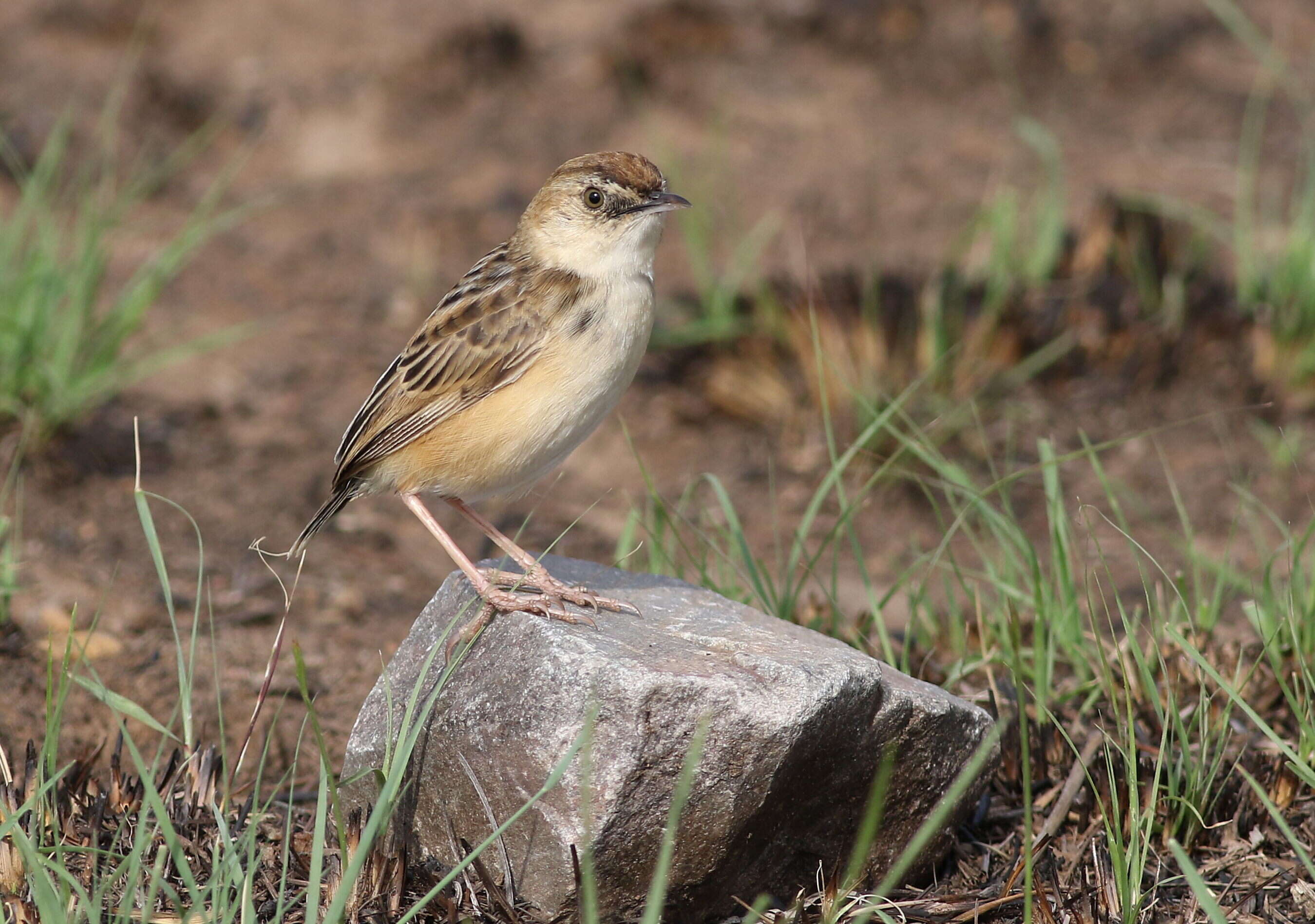 Слика од Cisticola textrix (Vieillot 1817)