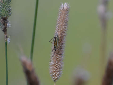 Слика од Leptopterna dolabrata (Linnaeus 1758)