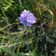 Image of California gilia