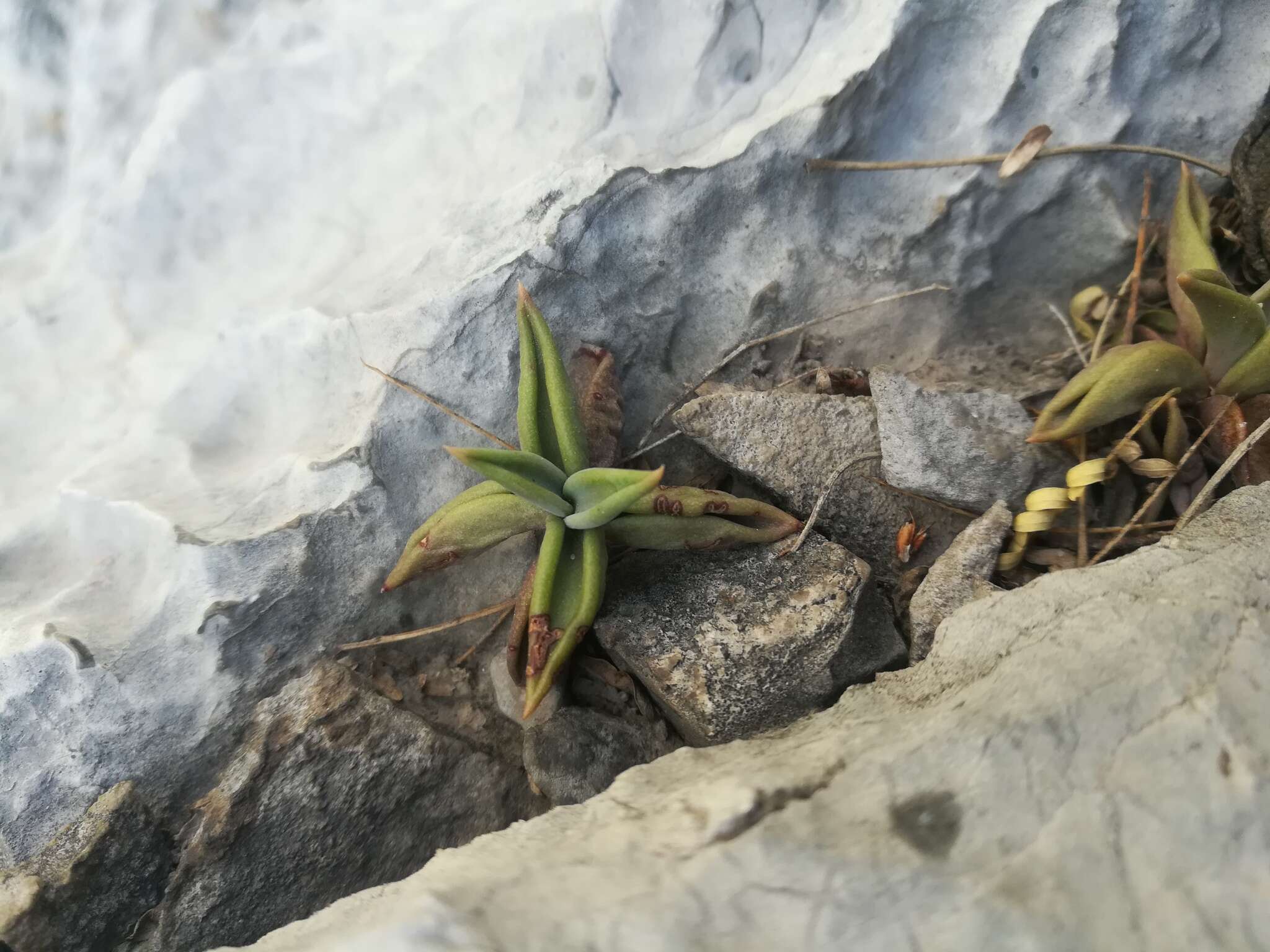 Image of Lenophyllum acutifolium Rose