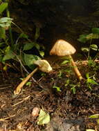 Image of straw mushroom