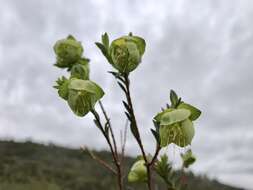 صورة Pimelea bracteata S. Threlfall