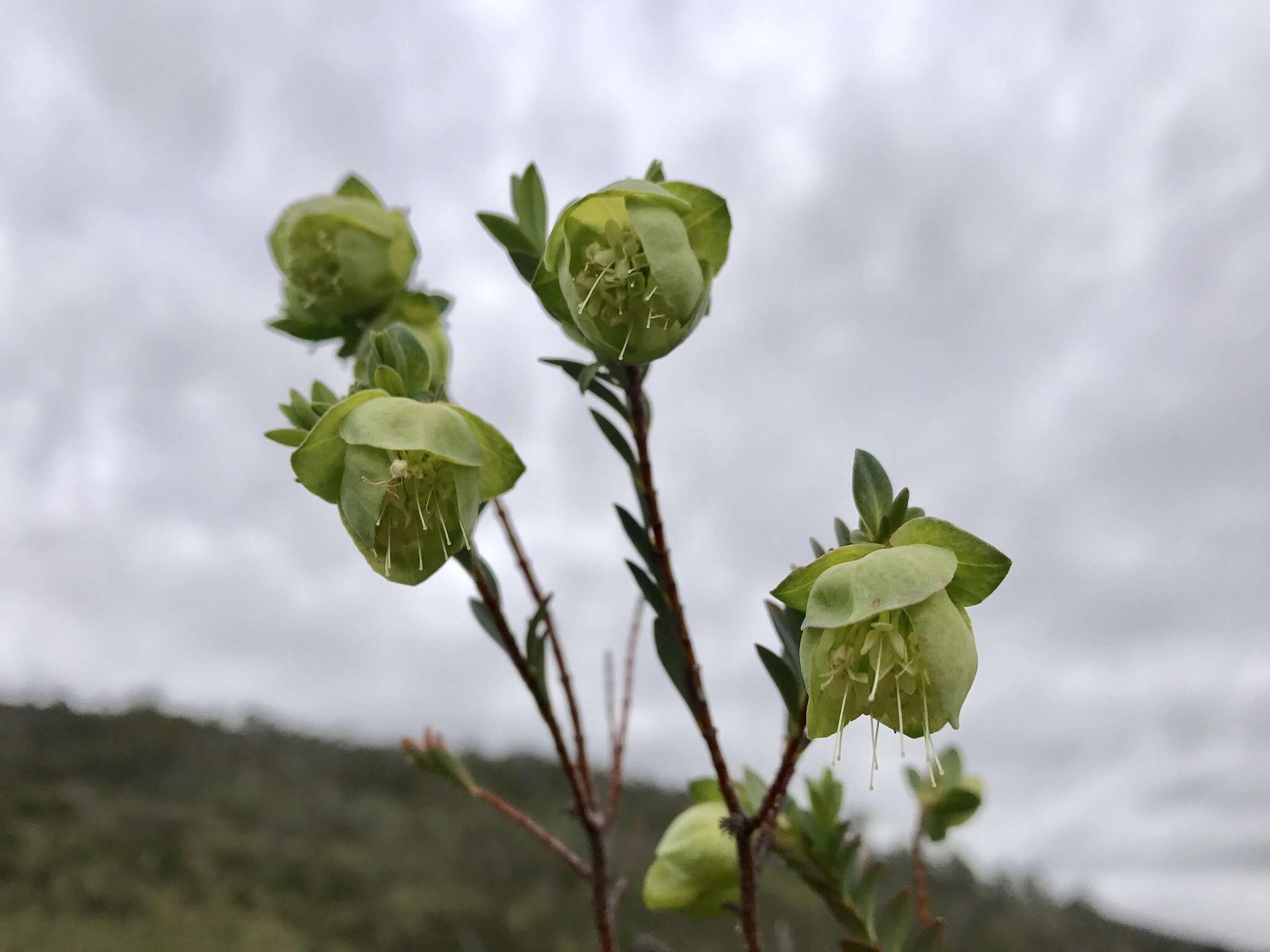 صورة Pimelea bracteata S. Threlfall