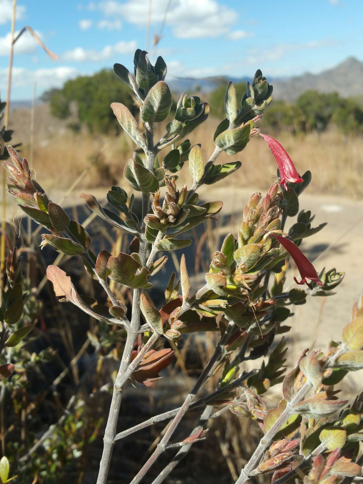 Слика од Hypoestes isalensis Benoist