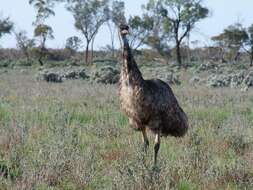 Image of cassowaries and relatives