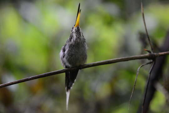 Image of Scale-throated Hermit