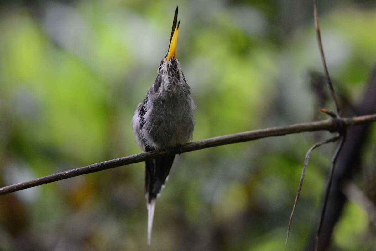 Image of Scale-throated Hermit