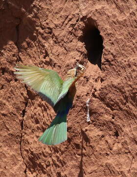 Image of bee-eaters