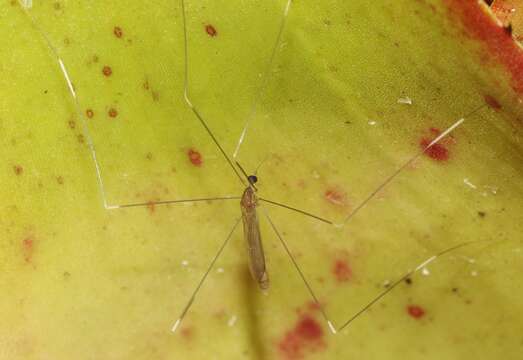 Image of Crane fly