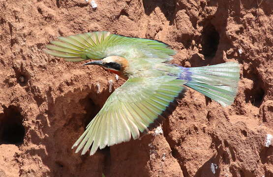 Image of bee-eaters