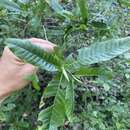 Image of Gardenia scabrella Puttock