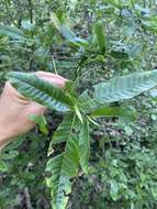 Imagem de Gardenia scabrella Puttock