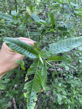 Plancia ëd Gardenia scabrella Puttock