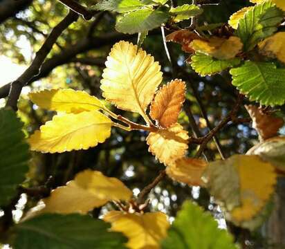 Image of Lenga Beech