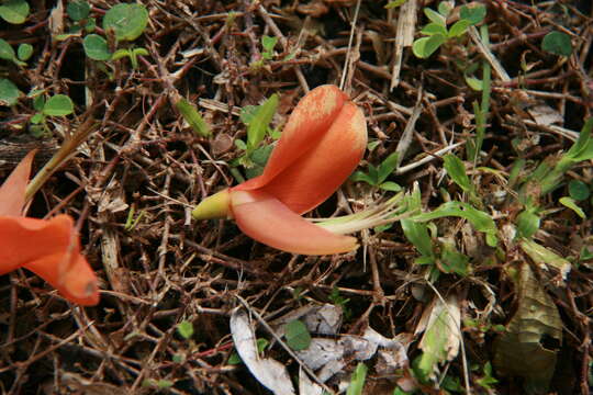 Imagem de Erythrina poeppigiana (Walp.) O. F. Cook