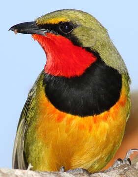 Image of Gorgeous Bushshrike