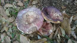 Image of Russula amoenicolor Romagn. 1962