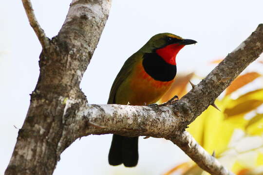 Image of Gorgeous Bushshrike