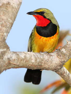 Image of Gorgeous Bushshrike