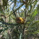 Image of Banksia stuposa (Lindl.) A. R. Mast & K. R. Thiele