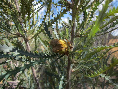 Imagem de Banksia stuposa (Lindl.) A. R. Mast & K. R. Thiele