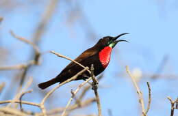 Image of Scarlet-chested Sunbird