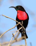 Image of Scarlet-chested Sunbird