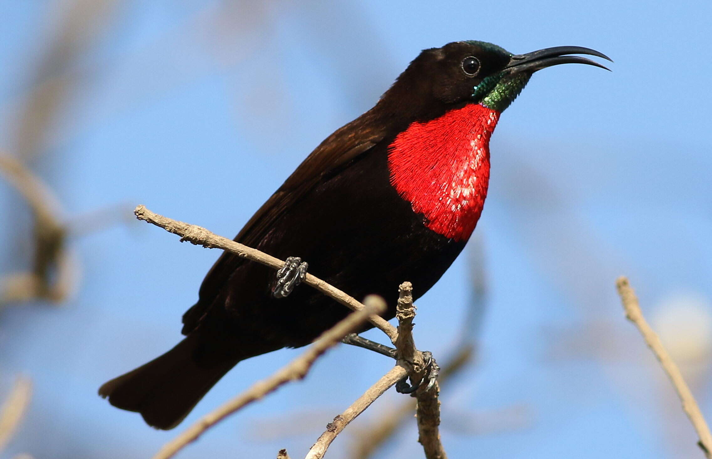 Image of Scarlet-chested Sunbird