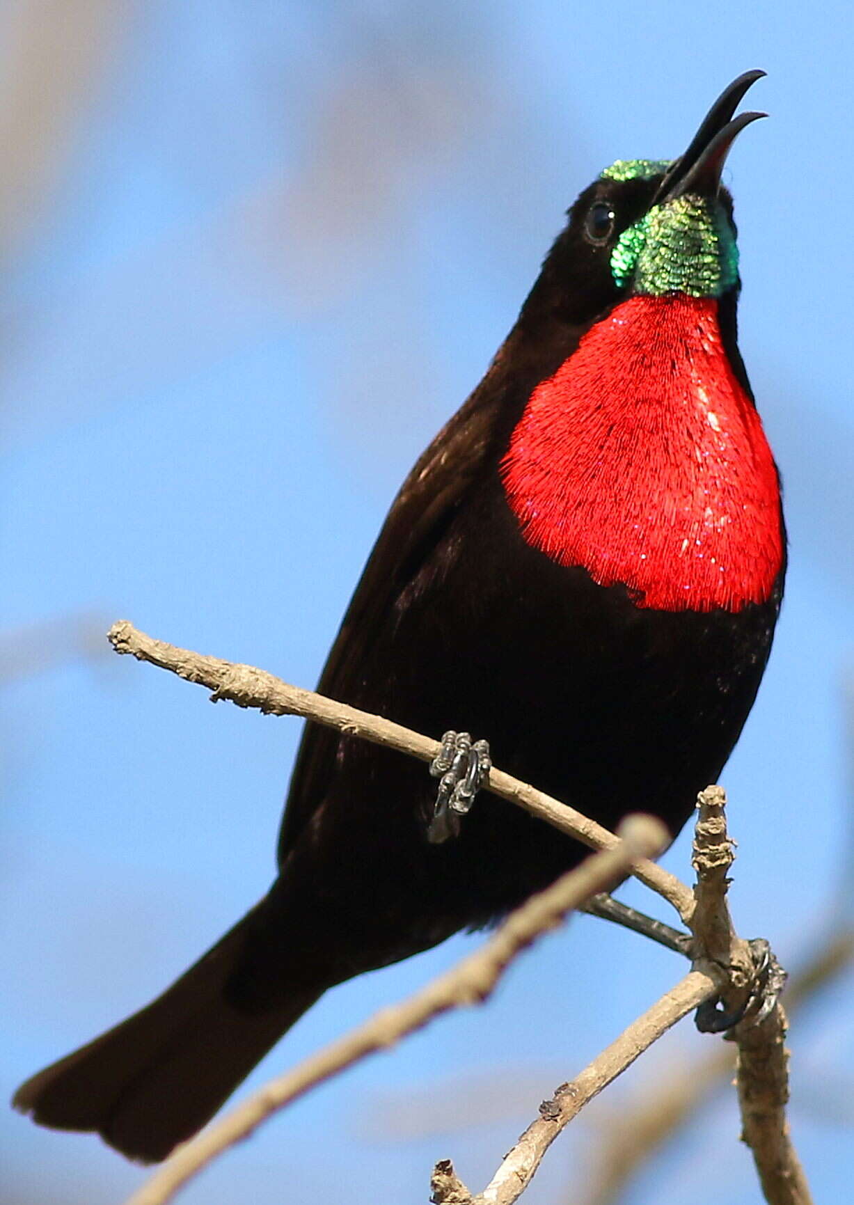 Image of Scarlet-chested Sunbird